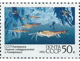 6152. Научное сотрудничество СССР и Австралии в Антарктиде. Морские животные