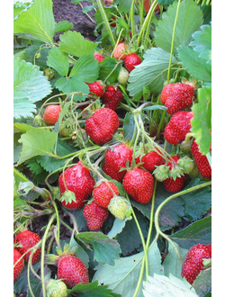 Кокинская ранняя