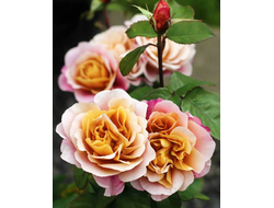 Дистанц Дримс (Distant Drums)