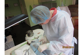 Хирургия . Кастрация и Стерилизация животных