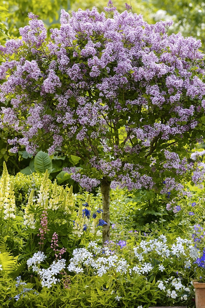 Сирень Miss Japan