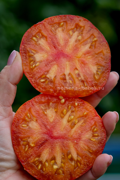 Томат Strangelove (Странная Любовь), 10 шт