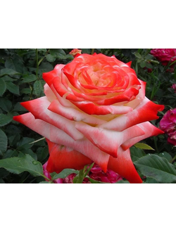 Роза чайно-гибридная Императрица фарах