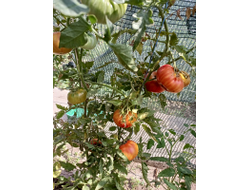 Томат Олимпийский огонь