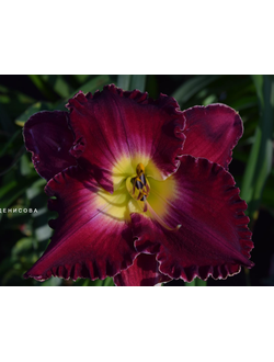 Лилейник Франсис оф ассис