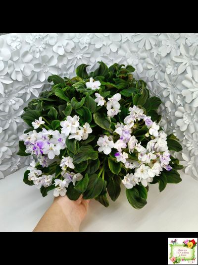 LV-Яночка (Л. Шевелева) 2023 г. трейлер (клакамас с кроновой пестролистностью)