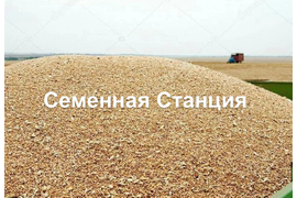 Семена зерновых культур