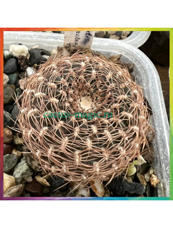 Sulcorebutia aurea LH 1393