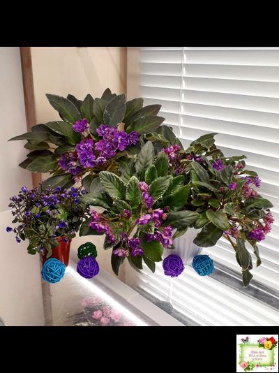 Senk's Azalea Trail (R.Follett/D.Senk) (9845) 01/30/2008 трейлер