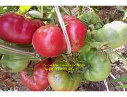 Томат Таинственная леди Dwarf Mystic Lady, Мистическая леди)