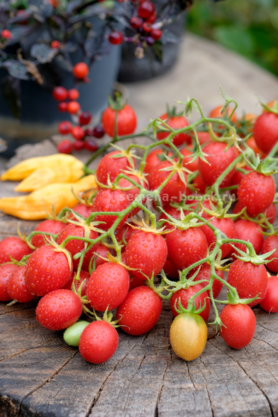 Томат Гроздевой Корбарино ( A Grappoli Corbarino), 10 шт