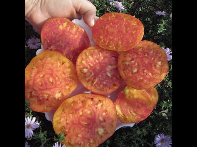 Томат Туксханс красно-жёлтый (Tuxhorn’s Red and Yellow)