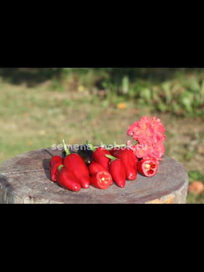 Перец острый Хабанеро пурпурный, 10 шт.