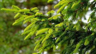 Гидролат Ели (Picea abies) 100 мл