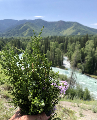 Гидролат Алтай (кедр и можжевельник)