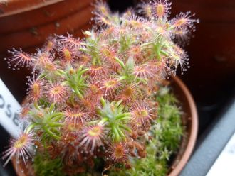 Геммы Drosera Dichrosepala