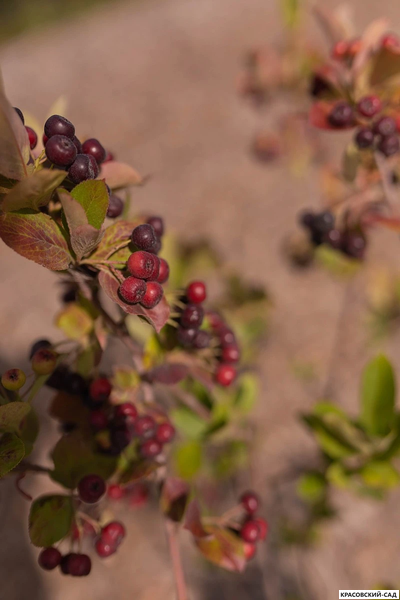 Арония черноплодная - Arónia melanocárpa