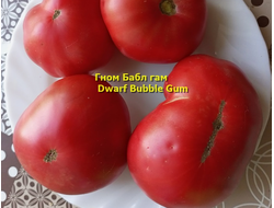 Томат Бубль гам (Жевательная резинка, (Dwarf Bubble Gum) США