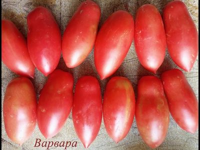 Томат Варвара