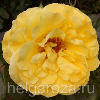 Роза линкольн лючия