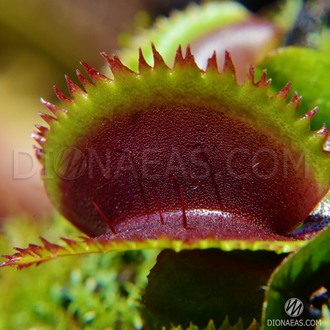 Dionaea muscipula Bohemian garnet