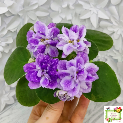 АВ-В Краю Единорогов (Фиалковод) 2020 г.