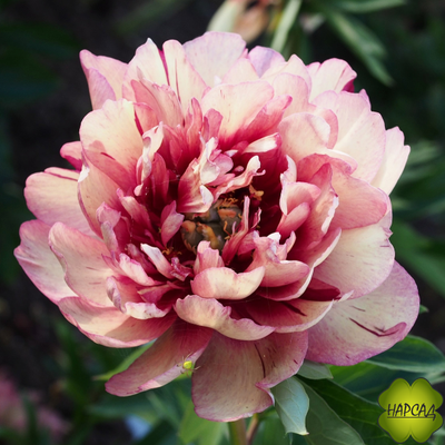 ПИОН ДРЕВОВИДНЫЙ "ХИЛЛАРИ" ИТО (хамелеон) зимовавший взрослый саженец