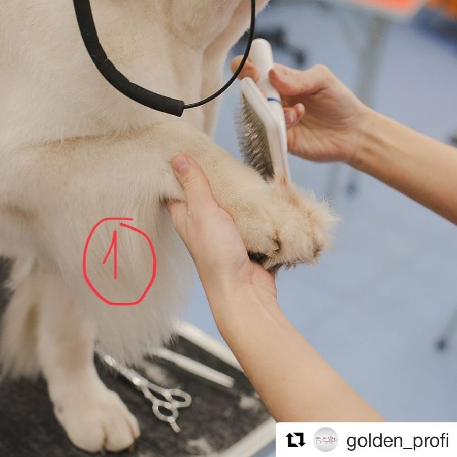 Стрижка передних лап - этап 1