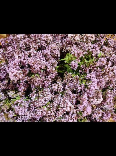 Мастер-класс «Сбор вкусных трав и изготовление напитков»