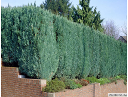Можжевельник Блю Эрроу вдоль забора фото - Купить - Красовский-Сад.рф