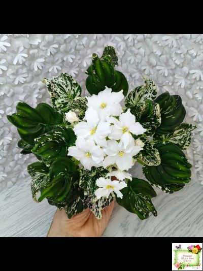 LV-Зюзя (Л. Шевелева) 2025 г. (лист укоренённый) трейлер