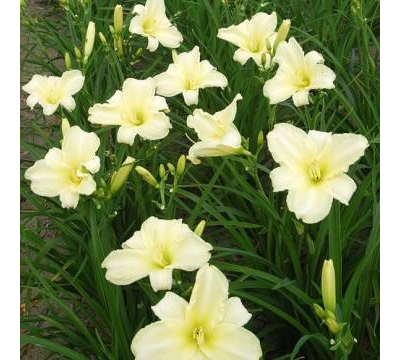 Лилейник Близзард Бэй (Blizzari Bay)