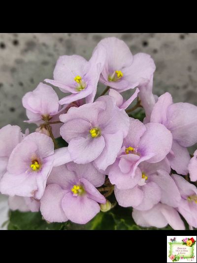 Morgan&#039;s Ivy League (C.Eros) (пестролистный гёрл)