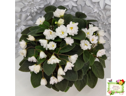 ЛЕ-Жемчужинка (Е. Лебецкая) 2018 г. трейлер