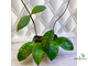 14/02/2025 hoya callistophylla No.2