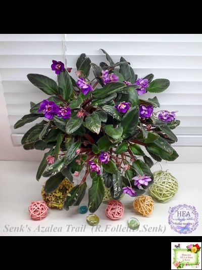 Senk's Azalea Trail (R.Follett/D.Senk) (9845) 01/30/2008 трейлер