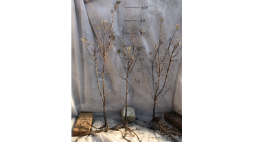 Двулетний саженец облепихи.