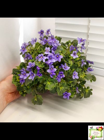 Biscayne Trail (S.Williams) трейлер