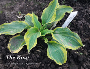Хоста Кинг-купить почтой от Анны из Анны