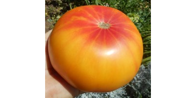 Томат Хейзел мей (Hazel mae)