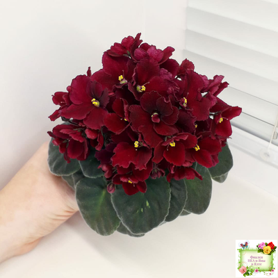 Jolly Mars (H.Pittman), #9718 (01/15/2007)