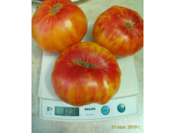 Томат Бурракерские любимцы (Burracker's Favorite)