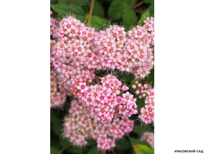 Спирея японская Мерло Нана