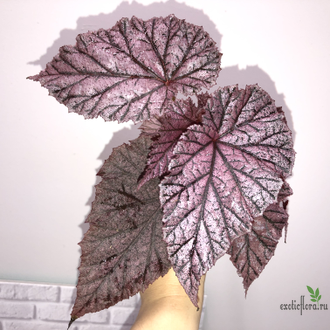 Бегония Tingley Mallet / Begonia incarnata var. purpurascens х Begonia Eldorado