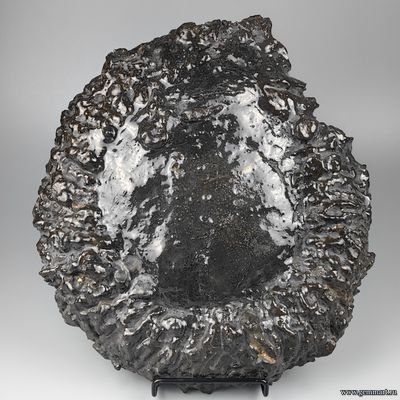 Аммонит, пирит, полированный срез с подставкой. Россия. 290*270*57мм