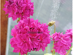 Пеларгония Ирида Чародей