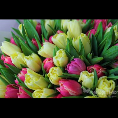 БУКЕТ МОНО ЦВЕТОВ № 325