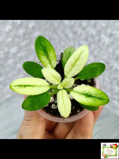 ГЕА-Я Подарю Вам Ландыши Gold трейлер