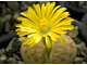 Lithops pseudotruncatella C070 (MG) - 10 семян