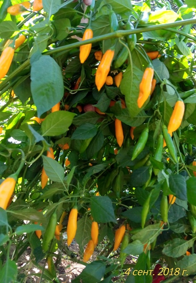 Перец острый Aji Limo (Lemon Drop)